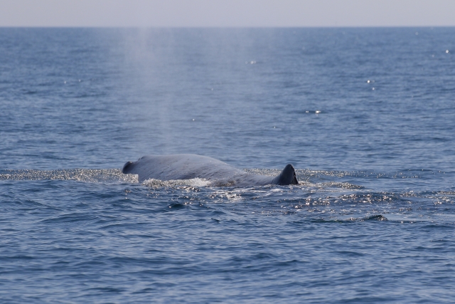 【北海道】羅臼沖のマッコウクジラ