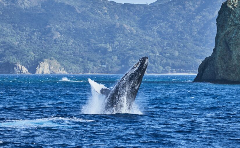 小笠原諸島　ホエールウォッチング