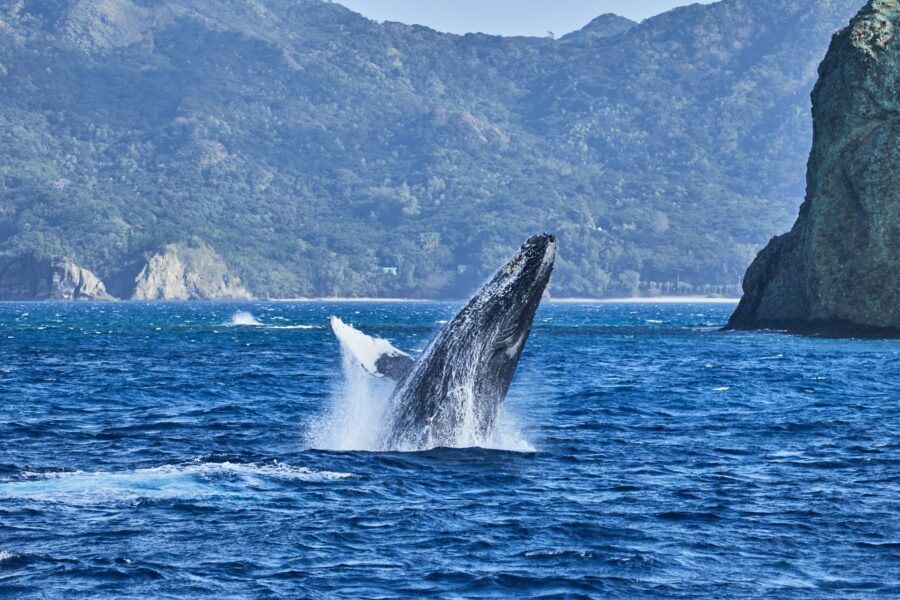 小笠原諸島　ホエールウォッチング