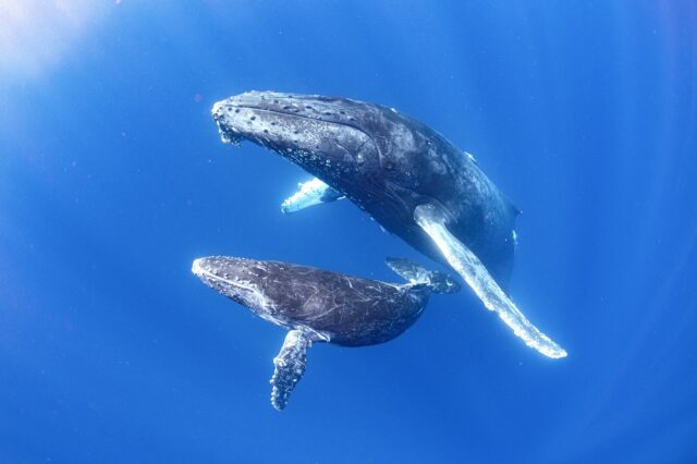 くじら 親子