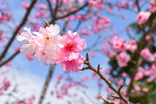 沖縄の寒緋桜
